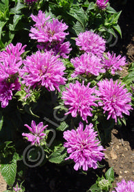 Monarda didyma 'Petite Delight'