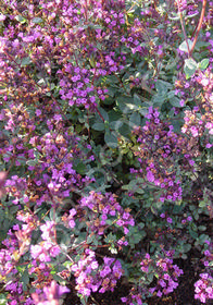 Origanum laevigatum 'Hopley's Purple'