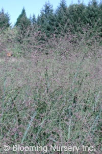 Panicum virgatum 'Strictum'