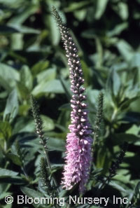 Veronica 'Pink Damask'               