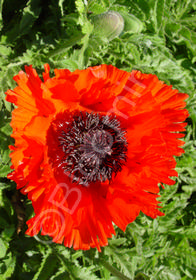 Papaver orientale 'Turkenlouis' 