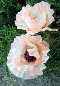 Papaver orientale 'Fatima'                        