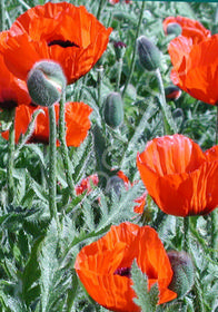 Papaver orientale 'Brilliant'