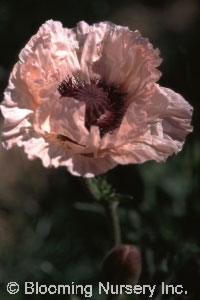 Papaver orientale 'Wunderkind'                    