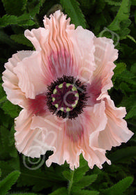 Papaver orientale 'Princess Victoria Louise'