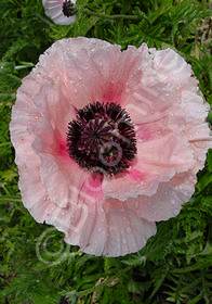 Papaver orientale 'Juliane'