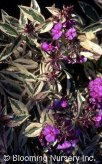 Phlox paniculata 'Harlequin'                      