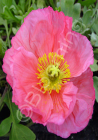 Papaver nudicaule 'Wonderland Pink'