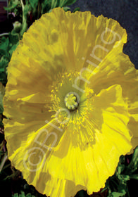 Papaver nudicaule 'Wonderland Yellow'