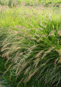 Pennisetum alopecuroides