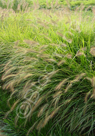 Pennisetum alopecuroides