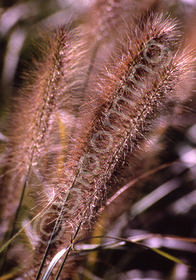 Pennisetum alopecuroides 'Moudry'