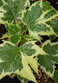 Abutilon 'Souvenir de Bonn'                  