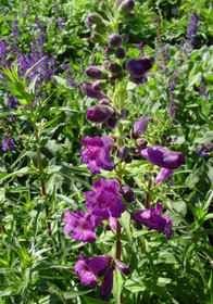 Penstemon x hartwegii 'Blue Midnight'