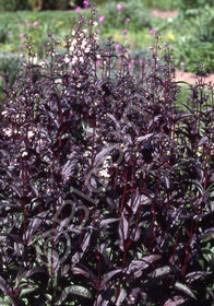 Penstemon digitalis Husker Red'