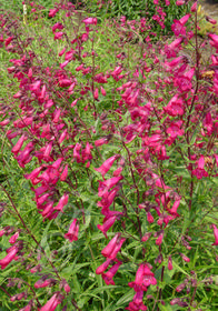 Penstemon x gloxinoides 'Garnet'