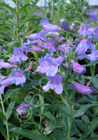 Penstemon x hartwegii 'Sour Grapes'                 