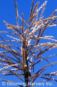 Miscanthus sinensis 'Condensatus'