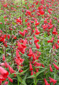 Penstemon x gloxinoides 'Firebird'