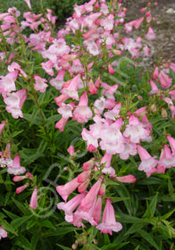 Penstemon x gloxinoides 'Appleblossom'