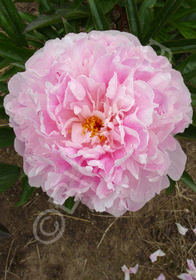 Paeonia lactiflora 'Sarah Bernhardt'