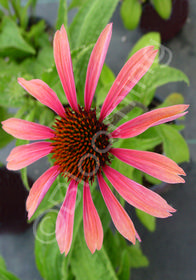 Echinacea Big Sky 'Sundown' ('Evan Saul')