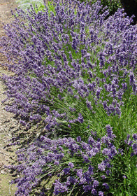 Lavandula angustifolia 'Purple Bouquet'