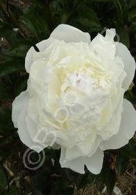 Paeonia  Double White