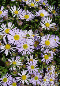 Boltonia asteroides var. latsiquama 'Jim Crockett'