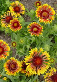 Gaillardia x grandiflora 'Fanfare'