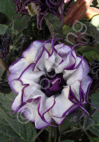 Datura meteloides 'Double Lavender'