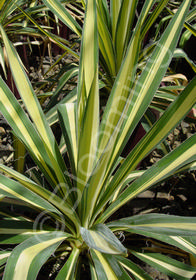 Yucca filamentosa 'Color Guard'