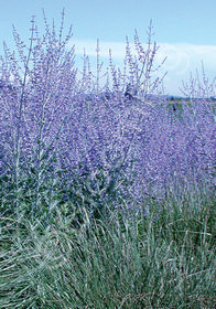 Perovskia atriplicifolia 