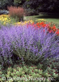 Perovskia atriplicifolia 'Longin'                 