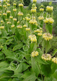 Phlomis russeliana