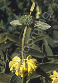 Phlomis x fruticosa 'Edward Bowles'