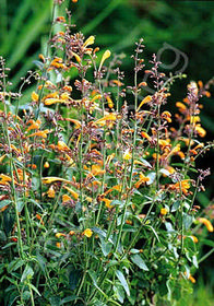 Agastache aurantiaca 'Navajo Sunset'