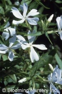 Phlox divaricata 'Fuller's White'                 