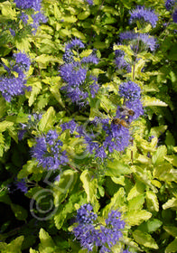 Caryopteris incana 'Sunshine Blue'