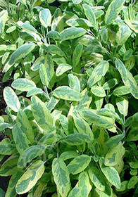 Salvia officinalis 'Woodcote'                        