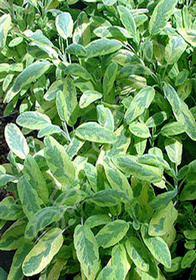 Salvia officinalis 'Woodcote' (Variegated)