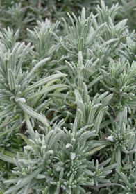 Lavandula angustifolia 'Maillette'