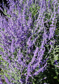 Perovskia atriplicifolia 'Little Spire'