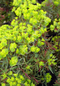 Euphorbia cyparissias 'Fen's Ruby'