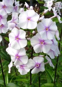 Phlox m. 'Omega'                        