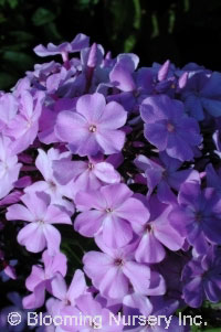 Phlox paniculata 'Blue Boy'