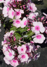 Phlox paniculata 'Bright Eyes'