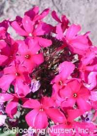 Phlox paniculata 'Brigadier'                      