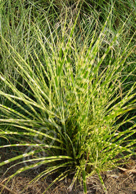 Miscanthus sinensis 'Gold Bar'