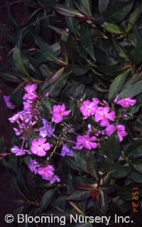 Phlox paniculata 'Eventide'